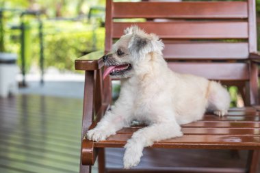 Karışık doğurmak Shih-Tzu, Pomeranian ve seyir vasıl bir şey ilgi ile tatil seyahat ederken kaniş köpek çok şirin