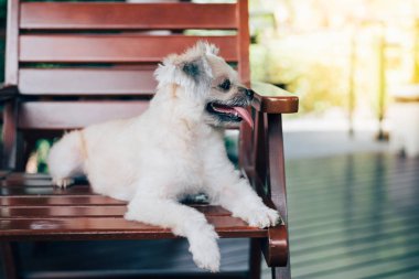 Karışık doğurmak Shih-Tzu, Pomeranian ve seyir vasıl bir şey ilgi ile tatil seyahat ederken kaniş köpek çok şirin