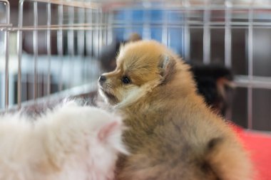 Köpek yavrusu çok tatlı uyku veya yalnız köpek kafes Evcil hayvan dükkanı veya Evcil hayvan sığınak içinde üzüntü ile bekleyen ve yalnız ve özgürlük için umut