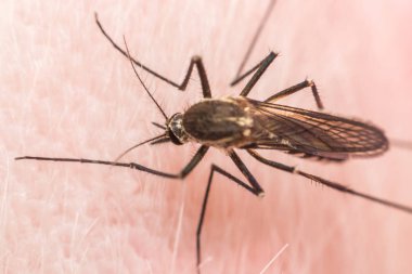 Sivrisinek Makro 'su (Aedes aegypti) insan derisine kan emiyor. Sivrisinek Sıtma, Ensefalit, Dang ve Zika virüsü taşıyıcısıdır.