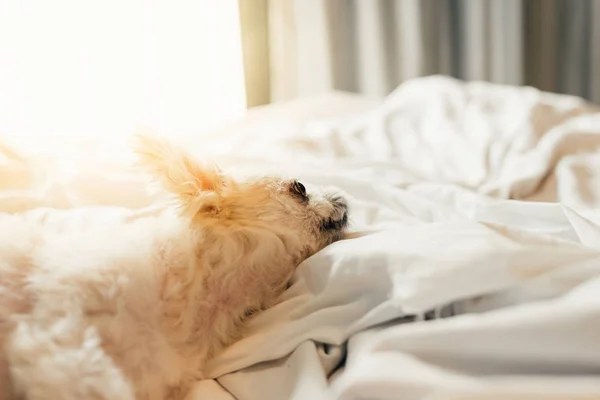 Perro Tan Lindo Mestizo Con Shih Tzu Pomerania Poodle Sentado — Foto de Stock