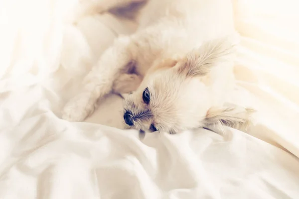 Perro Tan Lindo Mestizo Con Shih Tzu Pomerania Poodle Sentado — Foto de Stock