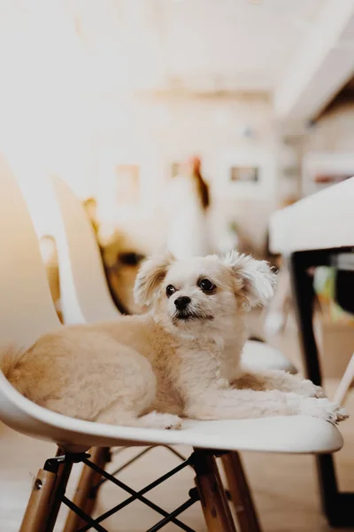 Anjing Begitu Lucu Ras Campuran Dengan Shih Tzu Pomeranian Dan — Stok Foto