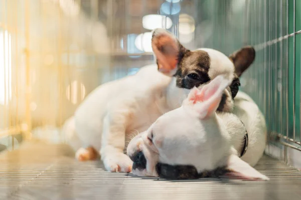 Cachorro Tan Lindo Durmiendo Esperando Solo Jaula Del Perro Tienda — Foto de Stock