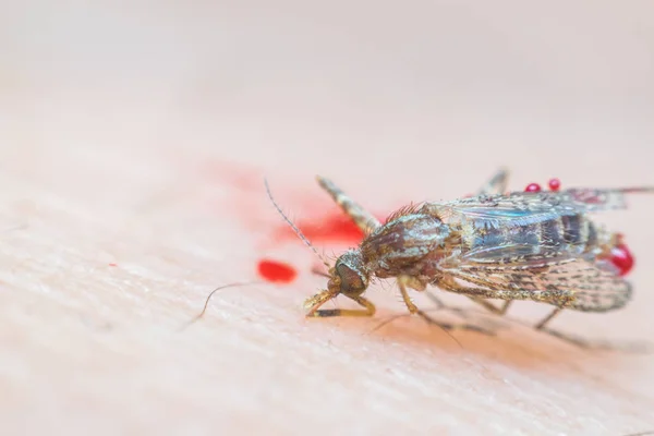 Macro Mosquito Esmagado Esmagado Aedes Aegypti Sugando Sangue Para Morrer — Fotografia de Stock