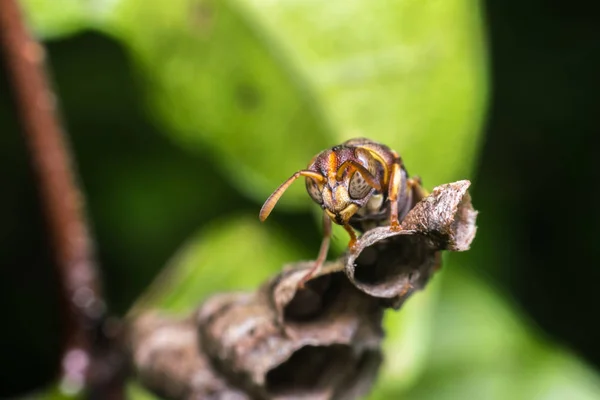 Hymenoptera의 매크로 Sawflies 곤충의 노란색과 검은색 자연에 둥지에 가까이 — 스톡 사진