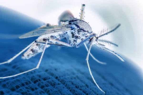 Makro Mygga Aedes Aegypti Suger Blod Huden Myggan Bär Malaria — Stockfoto