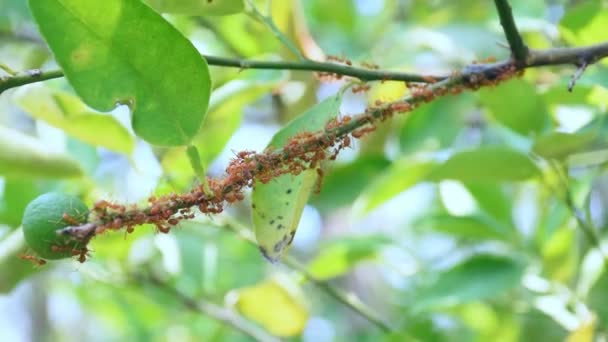 Semut Merah Dari Sarang Semut Berjalan Buah Lemon Pohon Lemon — Stok Video