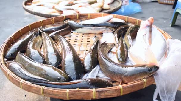 在泰国的鱼市场或街头食品市场上的早晨 蛇头活鱼出售 — 图库视频影像