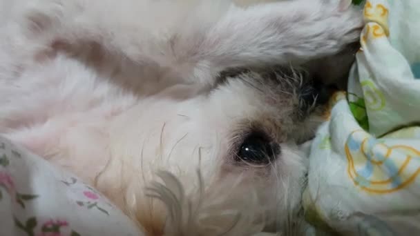 Dog Cute Mixed Breed Shih Tzu Pomeranian Poodle Sitting Sleep — Stock Video