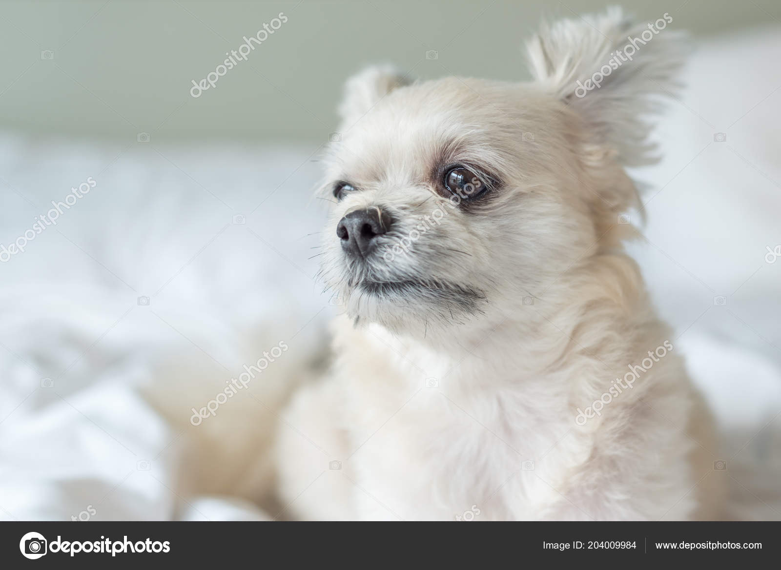 Cute Poodle And Pomeranian Mix Breed