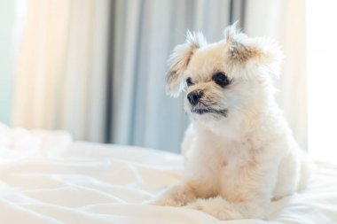 Çok sevimli köpek doğurmak Shih-Tzu ile karışık, Pomeranian ve oturan fino köpeği ya da uyku beyaz duvak ve ilgi ile yatak yatak odası evde veya otel seyir bir şey ile yatağa yatıyor
