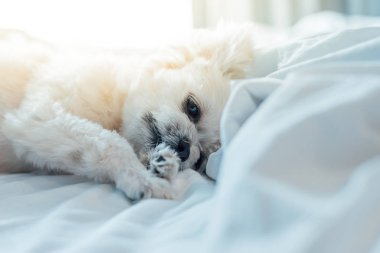 Çok sevimli köpek doğurmak Shih-Tzu ile karışık, Pomeranian ve oturan fino köpeği ya da uyku beyaz duvak ve ilgi ile yatak yatak odası evde veya otel seyir bir şey ile yatağa yatıyor