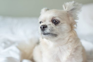 Çok sevimli köpek doğurmak Shih-Tzu ile karışık, Pomeranian ve oturan fino köpeği ya da uyku beyaz duvak ve ilgi ile yatak yatak odası evde veya otel seyir bir şey ile yatağa yatıyor