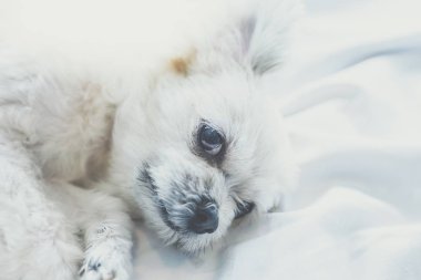 Çok sevimli köpek doğurmak Shih-Tzu ile karışık, Pomeranian ve oturan fino köpeği ya da uyku beyaz duvak ve ilgi ile yatak yatak odası evde veya otel seyir bir şey ile yatağa yatıyor