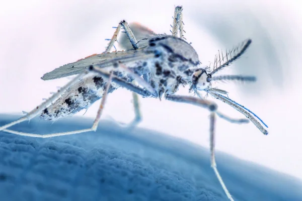 Macro Mosquito Aedes Aegypti Sugando Sangue Perto Pele Humana Mosquito — Fotografia de Stock