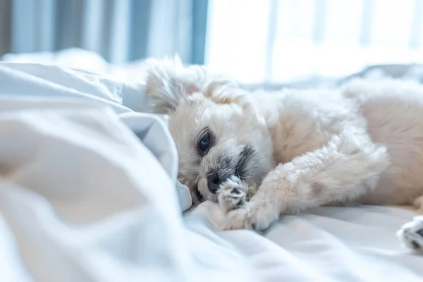 Çok Sevimli Köpek Doğurmak Shih Tzu Ile Karışık Pomeranian Oturan — Stok fotoğraf