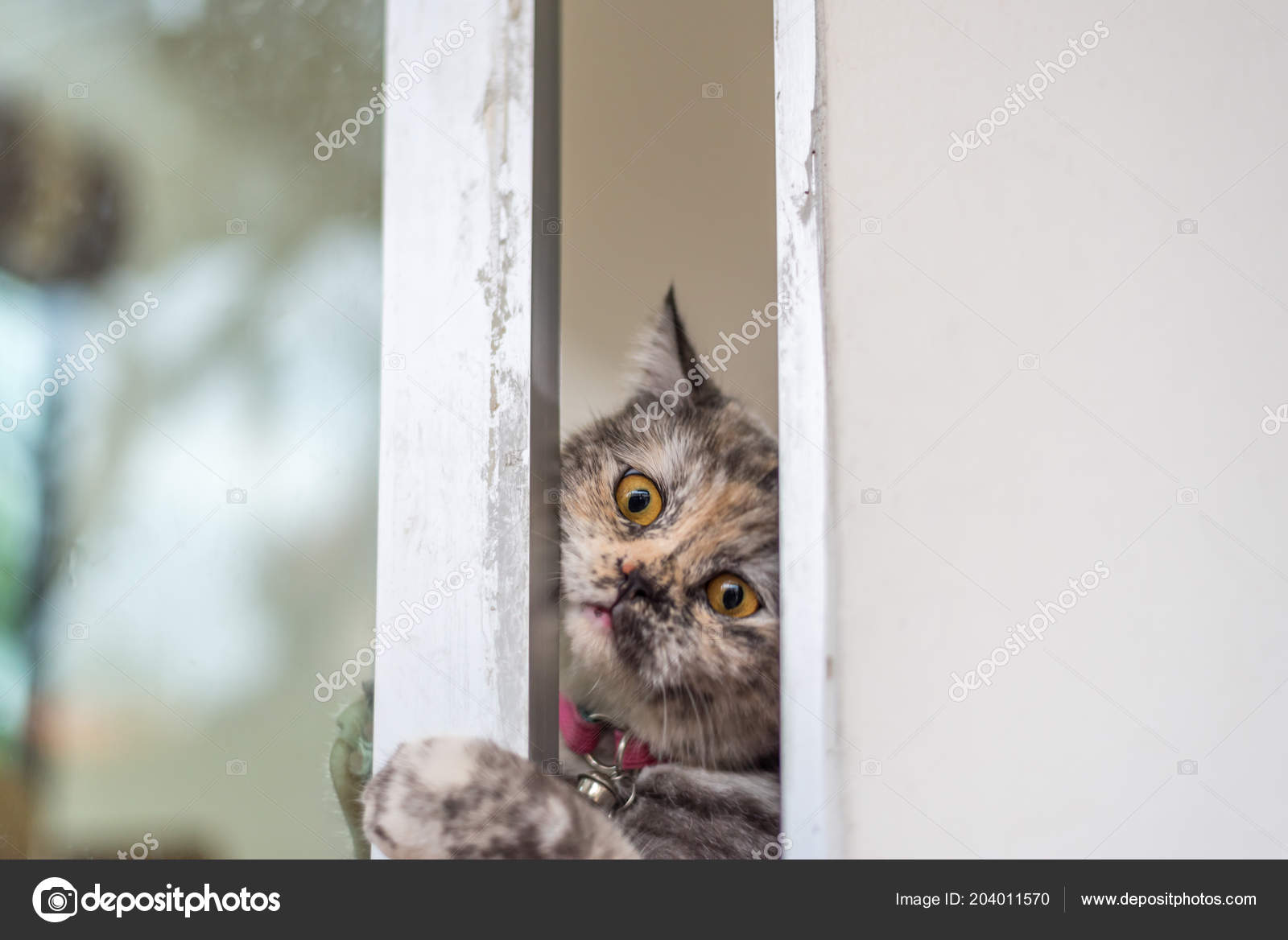 Trop Mignon Images Libres De Droit Photos De Trop Mignon Depositphotos