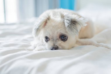 Çok sevimli köpek doğurmak Shih-Tzu ile karışık, Pomeranian ve oturan fino köpeği ya da uyku beyaz duvak ve ilgi ile yatak yatak odası evde veya otel seyir bir şey ile yatağa yatıyor