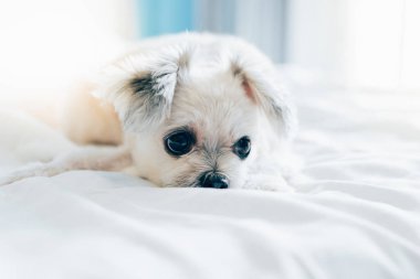 Çok sevimli köpek doğurmak Shih-Tzu ile karışık, Pomeranian ve oturan fino köpeği ya da uyku beyaz duvak ve ilgi ile yatak yatak odası evde veya otel seyir bir şey ile yatağa yatıyor