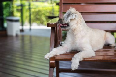 Karışık doğurmak Shih-Tzu, Pomeranian ve seyir vasıl bir şey ilgi ile tatil seyahat ederken kaniş köpek çok şirin