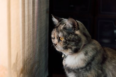 Bir memeli hayvan türü ve evde beslenen hayvan gri renk için oturup dinlenmek ve bir pencere ya da kapı dışarı arıyor istiyorum çıkmak veya yalnız bir şeyle bekleyin ve özledim çok tatlı kedidir