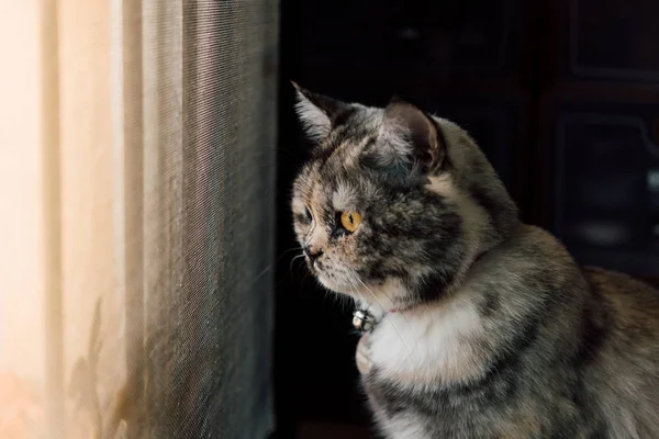 Bir memeli hayvan türü ve evde beslenen hayvan gri renk için oturup dinlenmek ve bir pencere ya da kapı dışarı arıyor istiyorum çıkmak veya yalnız bir şeyle bekleyin ve özledim çok tatlı kedidir
