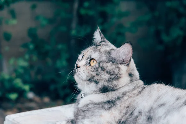 Kedi memeli bir hayvan türü ve evde beslenen hayvan çok şirin gri renk için oturup dinlenmek ve için ilgi ile seyir bir şey ile mutlu bir şey bekleme