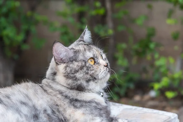 猫是一种动物类型的哺乳动物和宠物 所以可爱的灰色的颜色坐在放松和期待的东西有兴趣等待的东西与快乐 — 图库照片