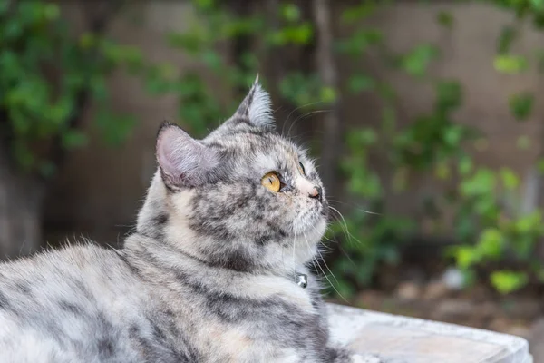 Cat Mamífero Tipo Animal Animal Estimação Tão Bonito Cor Cinza — Fotografia de Stock