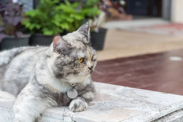 Gato Mamífero Tipo Animal Mascota Color Gris Tan Lindo Sentado —  Fotos de Stock
