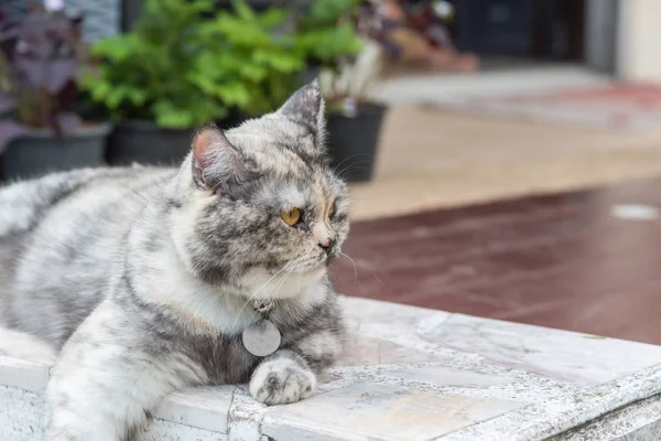 猫是一种动物类型的哺乳动物和宠物 所以可爱的灰色的颜色坐在放松和期待的东西有兴趣等待的东西与快乐 — 图库照片