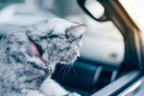 Kucing Adalah Jenis Mamalia Dan Hewan Peliharaan Begitu Lucu Warna — Stok Foto