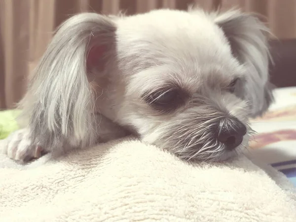 Hond Schattig Gemengd Ras Met Shih Tzu Pommeren Poedel Zitten — Stockfoto