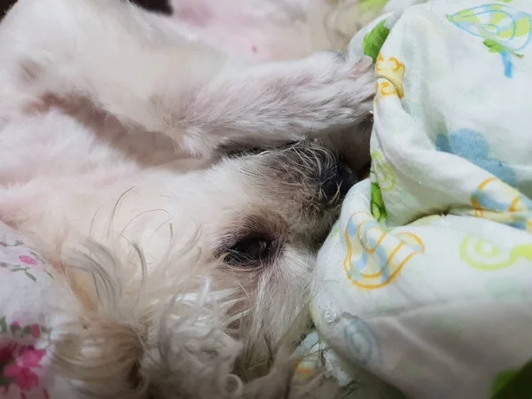 Annyira Aranyos Kutya Tenyészt Keverve Shih Tzu Pomerániai Uszkár Vagy — Stock Fotó