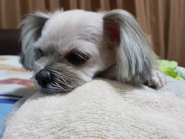 Anjing Begitu Lucu Ras Campuran Dengan Shih Tzu Pommern Dan — Stok Foto