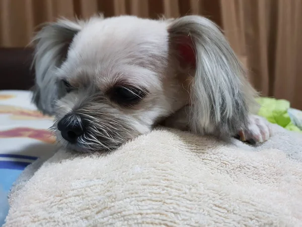 Perro Tan Lindo Mestizo Con Shih Tzu Pomerania Poodle Sentado — Foto de Stock