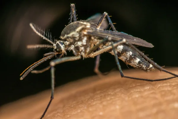 埃及伊蚊 的宏观调控着人类皮肤上的血液 蚊子是疟疾 登革热和寨卡病毒的携带者 — 图库照片