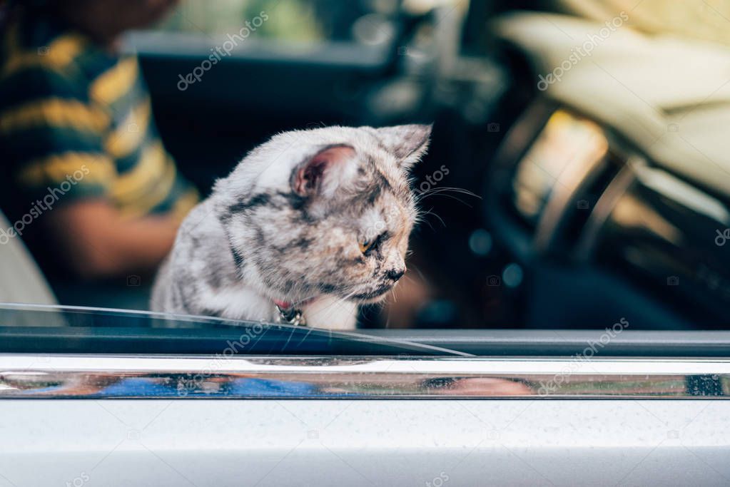 Cat is a animal type mammal and pet so cute gray color sitting on car seat inside a car wait for travel trip