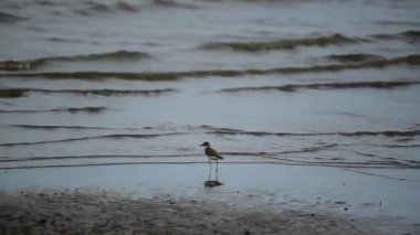 (Daha fazla kum cılıbıt, Charadrius leschenaultii) kuşlar vahşi doğada bir denizde cılıbıt ailesinin küçük bir wader kuştur