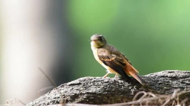 Kuş (Ferruginous sinekkapan, Muscicapa ferruginea) kahverengi şeker, turuncu ve kırmızı renk bir doğa vahşi, dağıtım nadir bir ağaç üzerinde tünemiş