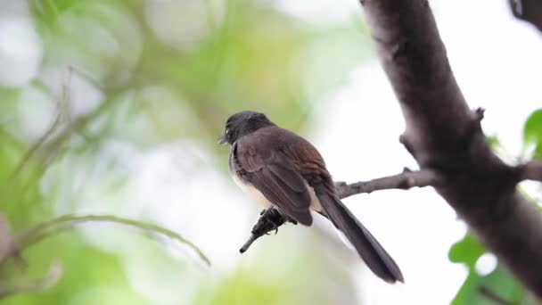 Bird Malaysian Pied Fantail Rhipidura Javanica Color Blanco Negro Encaramado — Vídeo de stock