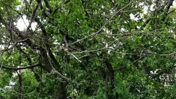 慢动作鸟 马来西亚关于扇尾 Rhipidura 黑白相间的颜色栖息在一棵树上的自然野生 — 图库视频影像