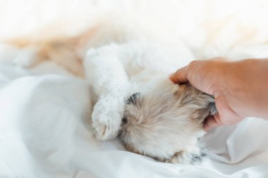 Çok sevimli köpek doğurmak Shih-Tzu ile karışık, Pomeranian ve oturan fino köpeği ya da uyku beyaz duvak ve ilgi ile yatak yatak odası evde veya otel seyir bir şey ile yatağa yatıyor