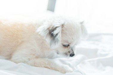 Çok sevimli köpek doğurmak Shih-Tzu ile karışık, Pomeranian ve oturan fino köpeği ya da uyku beyaz duvak ve ilgi ile yatak yatak odası evde veya otel seyir bir şey ile yatağa yatıyor