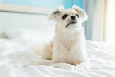 Çok sevimli köpek doğurmak Shih-Tzu ile karışık, Pomeranian ve oturan fino köpeği ya da uyku beyaz duvak ve ilgi ile yatak yatak odası evde veya otel seyir bir şey ile yatağa yatıyor