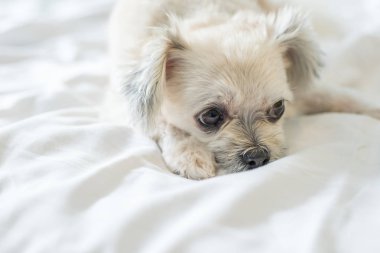 Çok sevimli köpek doğurmak Shih-Tzu ile karışık, Pomeranian ve oturan fino köpeği ya da uyku beyaz duvak ve ilgi ile yatak yatak odası evde veya otel seyir bir şey ile yatağa yatıyor