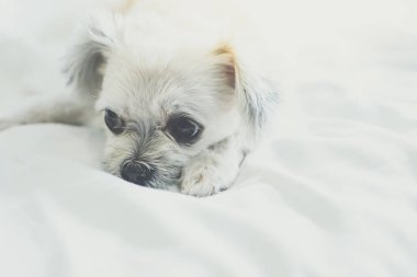 Çok sevimli köpek doğurmak Shih-Tzu ile karışık, Pomeranian ve oturan fino köpeği ya da uyku beyaz duvak ve ilgi ile yatak yatak odası evde veya otel seyir bir şey ile yatağa yatıyor