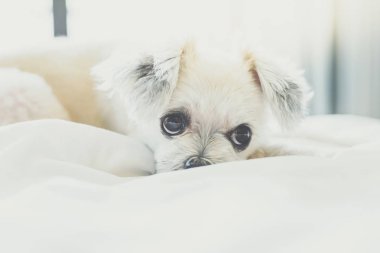 Çok sevimli köpek doğurmak Shih-Tzu ile karışık, Pomeranian ve oturan fino köpeği ya da uyku beyaz duvak ve ilgi ile yatak yatak odası evde veya otel seyir bir şey ile yatağa yatıyor