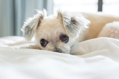 Çok sevimli köpek doğurmak Shih-Tzu ile karışık, Pomeranian ve oturan fino köpeği ya da uyku beyaz duvak ve ilgi ile yatak yatak odası evde veya otel seyir bir şey ile yatağa yatıyor